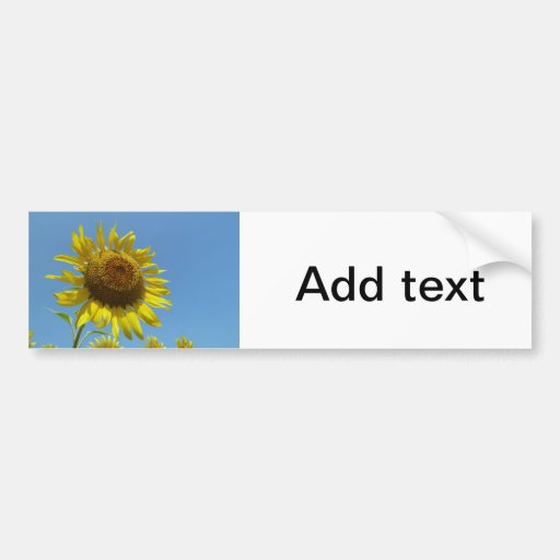 ひまわり , Sunflower Bumper Sticker
