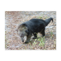 003Bearcat