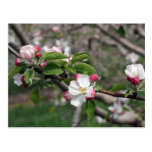 01 Apple Blossoms Winchester VA Postcard