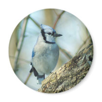 021910-167-AM REFRIGERATOR MAGNET