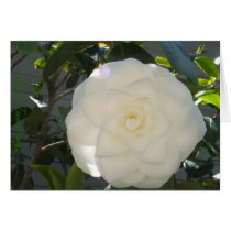 078 Camillia Rainbow Greeting Cards