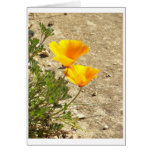 100_0221 CARDS