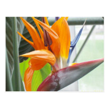 100_0344Post card---BIRD OF PARADISE