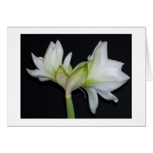 100_1530 Amaryllis 2007 Greeting Card