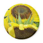100_7760 _ Sunflowers Fridge Magnets