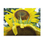 100_7760 _ Sunflowers Post Card