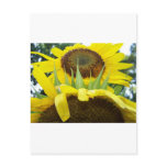 100_7760 _ Sunflowers Postcard