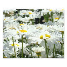 10x8 Photography art prints Daisy Flowers Floral
