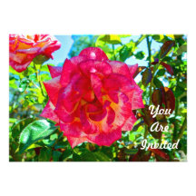 117HD Pink Fusion Rose Personalized Invitations