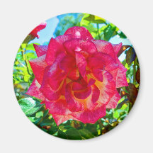117HD Pink Fusion Rose Refrigerator Magnet