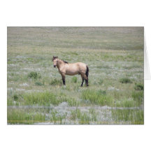 11 Mile Wild Horses Greeting Card