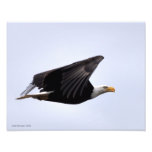 11X14 Bald Eagle in Flight Photograph