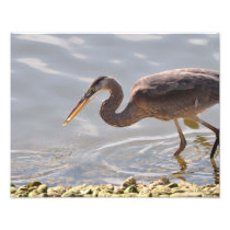 11X14 Great Blue Heron Fishing Art Photo
