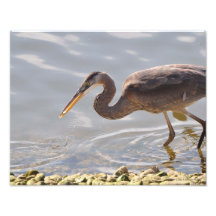 11X14 Great Blue Heron Fishing Art Photo