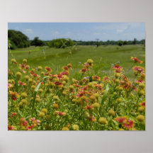 11x14 Indian Blanket Wildflower Posters