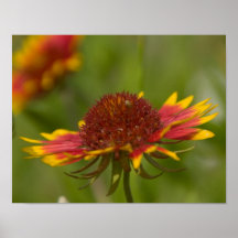 11x14 Indian Blanket Wildflower Posters