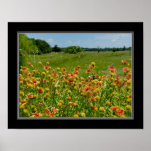 11x14 Indian Blanket Wildflower Print