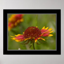 11x14 Indian Blanket Wildflower Print