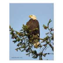 11X14 Noble Bald Eagle Photo Art