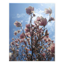 11x14 Pink Magnolia Blue Sky With Clouds Photo Print