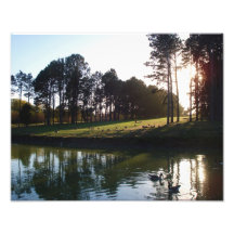 11x14 Pioneers Park - Picnic With The Geese Photographic Print