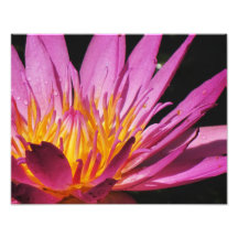 11x14 Purple Lily Macro Art Photo