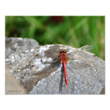 11X14 Red Dragonfly Photo Print
