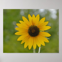 11x14 Single Sunflower Print