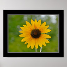 11x14 Single Sunflower Print
