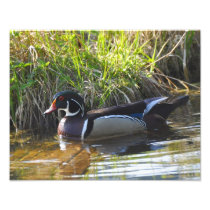 11X14 Wood Duck