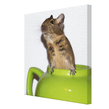 12x12" Degu in Teapot Canvas Print