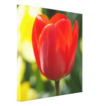 12x12" Red Tulip Wrapped Canvas Gallery Wrap Canvas