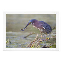 13 x 19 Green Heron Catching Three-toed Amphiuma Art Photo