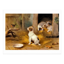 13a The Puppies Post Card