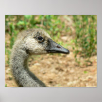 14" x 11" Portrait of a Teenage Canada Goose Print