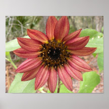 14" x 11" Poster