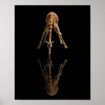 14A - THE KISS on black (8X10) Posters