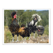 16 poulets X12 quatre polonais Tirages Photo