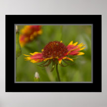 16x20 Indian Blanket Wildflower Poster