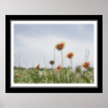 16x20 Indian Blanket Wildflower Posters