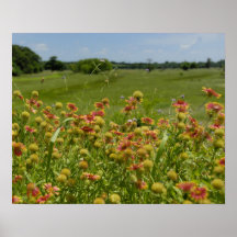 16x20 Indian Blanket Wildflower Print