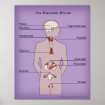 16x20 Poster of the Endocrine System posters