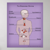 16x20 Poster of the Endocrine System