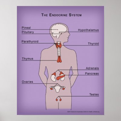 16x20 Poster of the Endocrine System by eAware