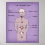 16x20 Poster of the Endocrine System