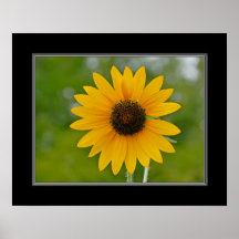 16x20Single Sunflower Print