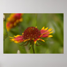 16x24 Indian Blanket Wildflower Poster