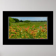 16x24 Indian Blanket Wildflower Poster