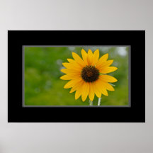 16x24 Single Sunflower Print