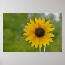 16x24 Single Sunflower Print